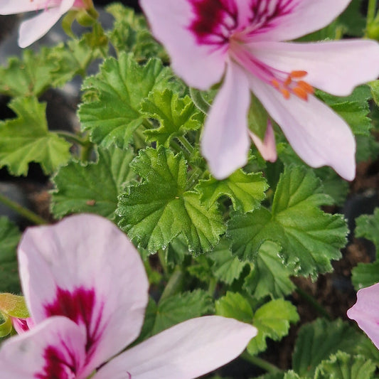 Nervous Mabel - Lemon Scented Leaf Pelargonium (Geranium)