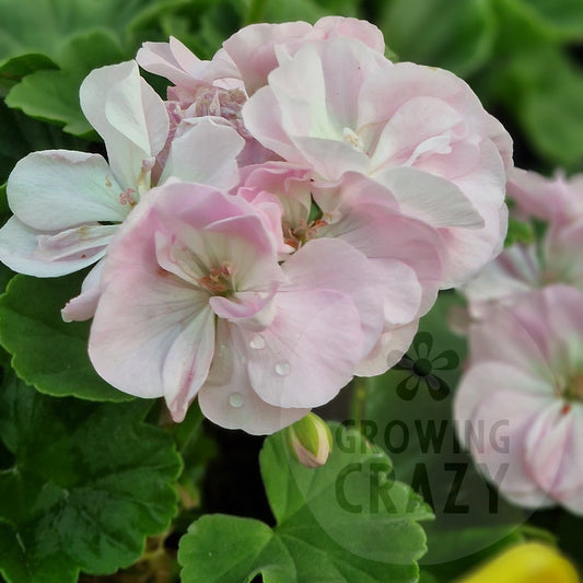Deborah Miliken - Dwarf Zonal Pelargonium / Geranium
