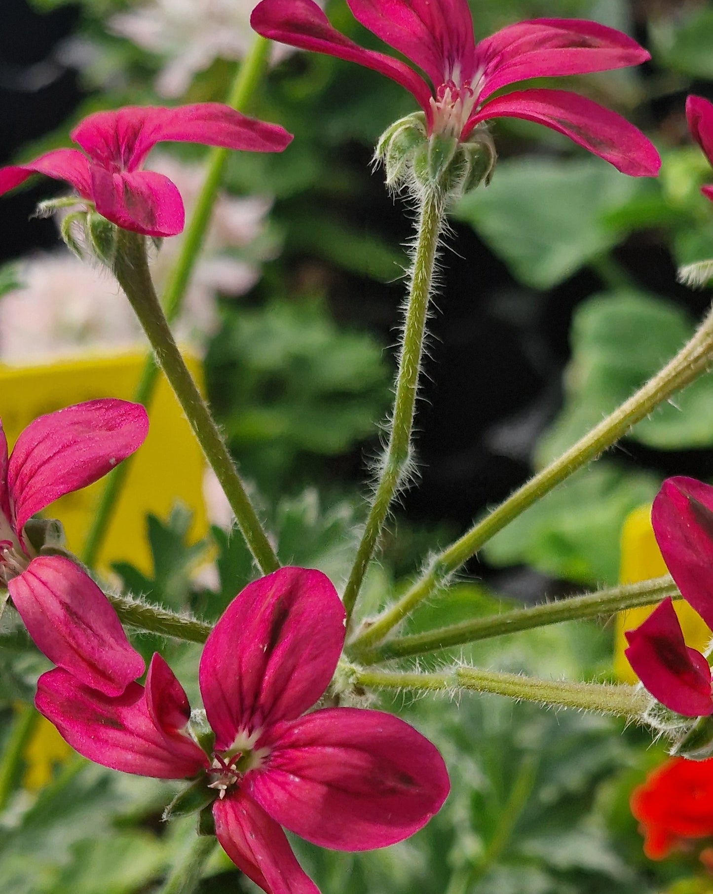 P. Schottii - Species Hybrid Pelargonium / Geranium - Single Plant 6cm bio Pot