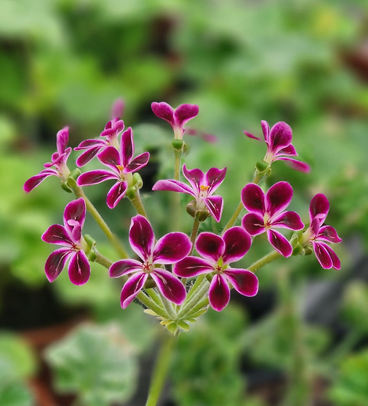 P. Lawrenceanum - Species Hybrid Pelargonium / Geranium - Single Plant 6cm bio Pot