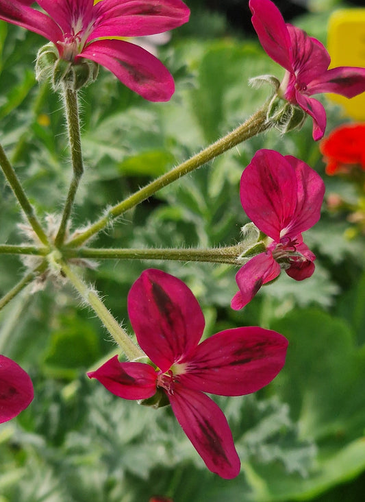 P. Schottii - Species Hybrid Pelargonium / Geranium - Single Plant 6cm bio Pot