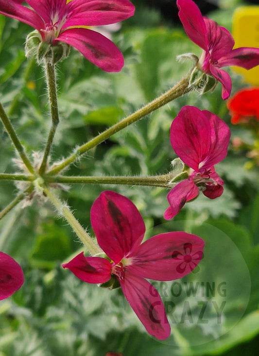 P. Schottii - Species Hybrid Pelargonium