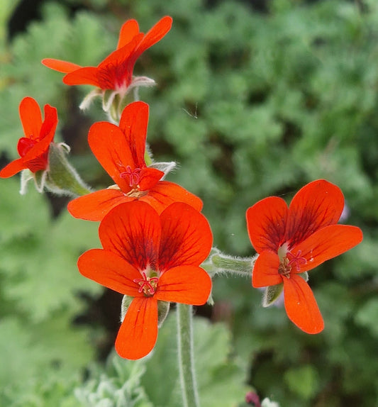 P. Lara Beacon - Species Hybrid Pelargonium / Geranium - Single Plant 6cm bio Pot