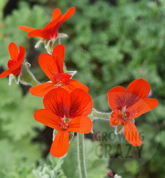 P. Lara Beacon - Species Hybrid Pelargonium
