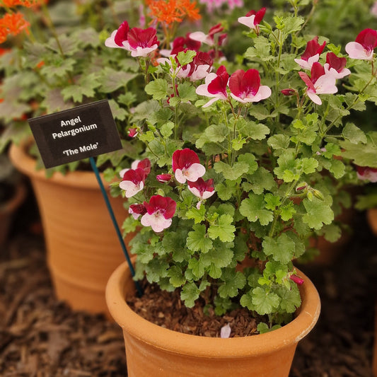 The Mole - Angel Pelargonium (Geranium) Plant - 6cm bio pot