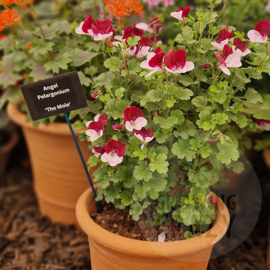 The Mole - Angel Pelargonium (Geranium)
