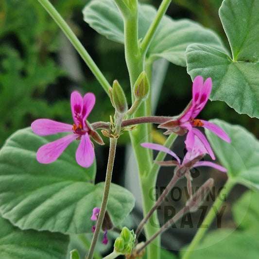 P. reniforme - Species Pelargonium