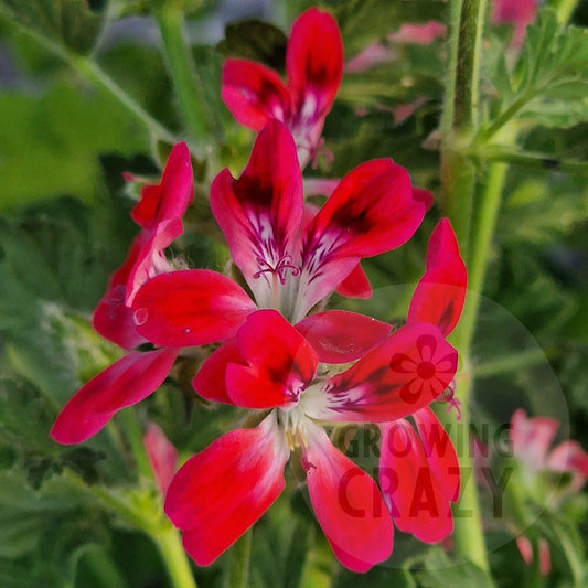 Robins Unique - Unique Pelargonium (Geranium)