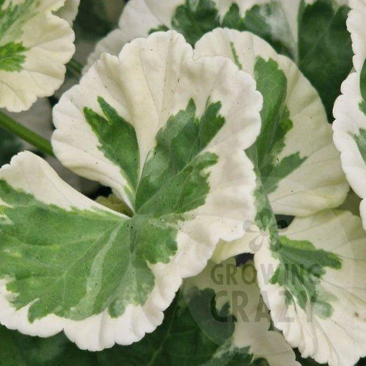 Westdale Appleblossom - Rosebud Pelargonium (Geranium)
