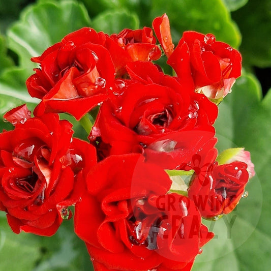 Scarlet Rambler - Rosebud Pelargonium (Geranium)