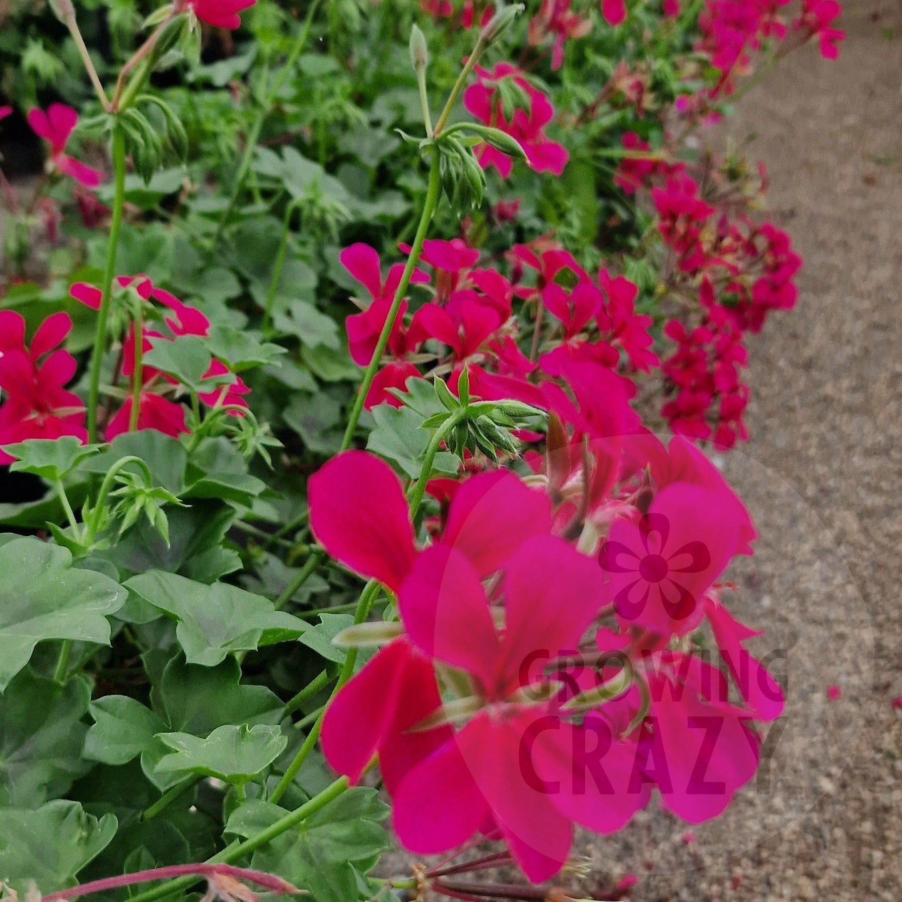 Surcouf - Ivy Leaved Pelargonium (Geranium) deep cerise pink stricking