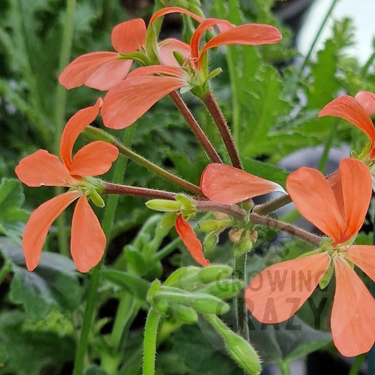 P. The Boar - Species Hybrid Pelargonium