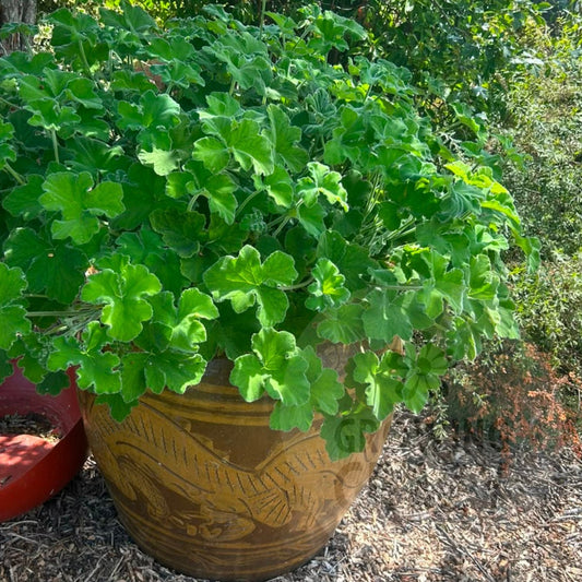Pelargonium tomentosum peppermint scented leaf plant
