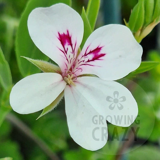 P. tricuspidatum - Species Pelargonium / Geranium - Single Plant 6cm bio Pot