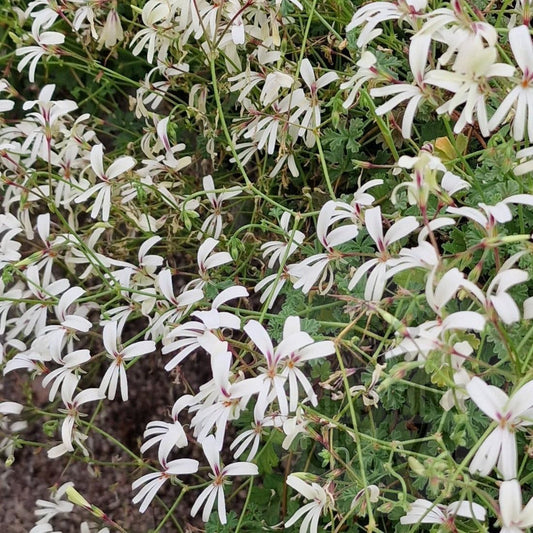 P. trifidum - Species Pelargonium / Geranium - Single Plant 6cm bio Pot
