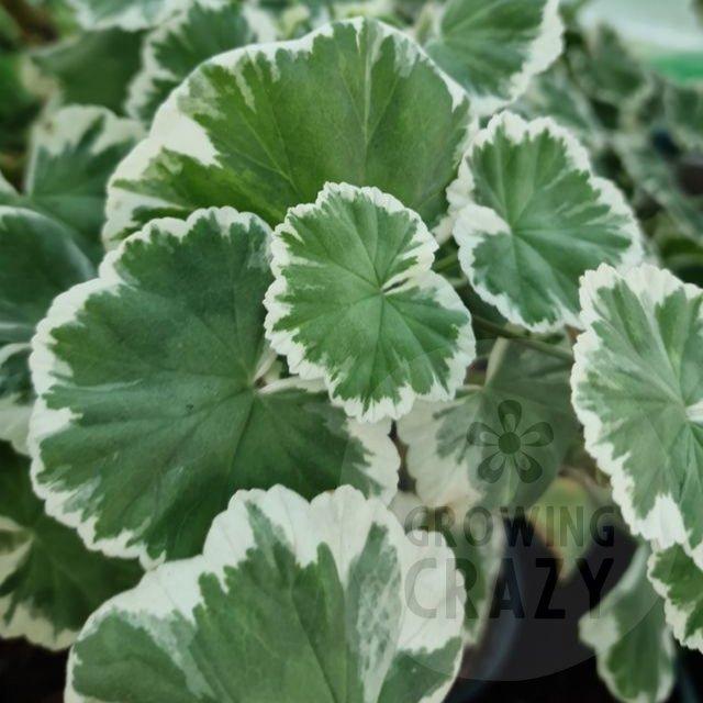 Caroline Schmidt - Coloured Leaf Pelargonium (Geranium)