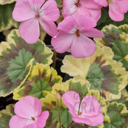 Warrenorth Hessonite - Dwarf Zonal Pelargonium / Geranium