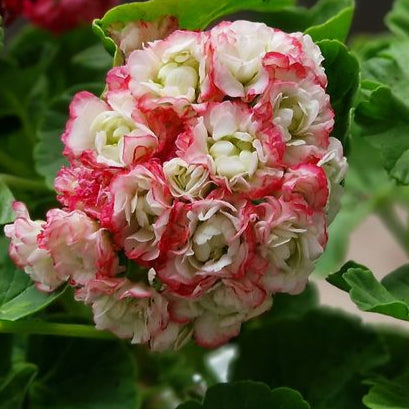 Happy Appleblossom - Rosebud Pelargonium (Geranium) Plant - 6cm bio pot