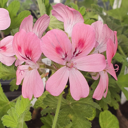 Sweet Mimosa Scented Geranium