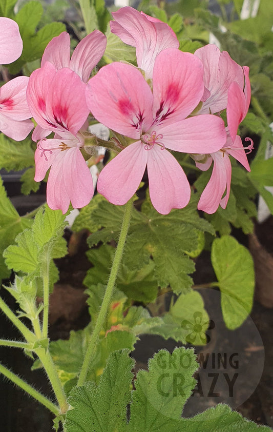 Sweet Mimosa Scented Geranium