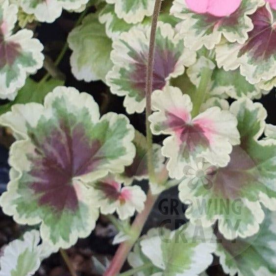 Princess Julia - Coloured Leaf Pelargonium (Geranium) Plant - 6cm bio pot