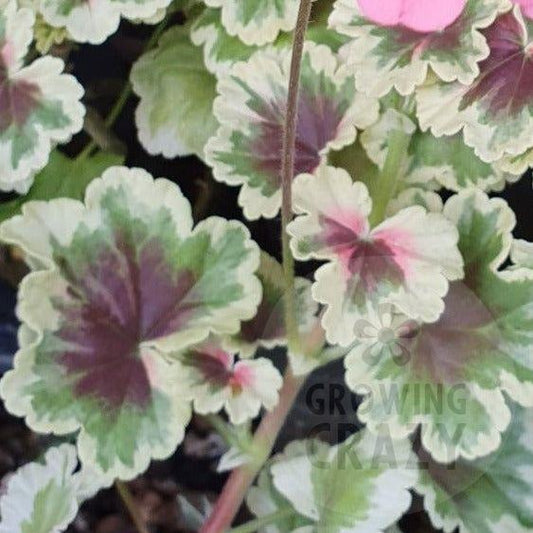 Princess Julia - Coloured Leaf Pelargonium (Geranium) Plant - 6cm bio pot