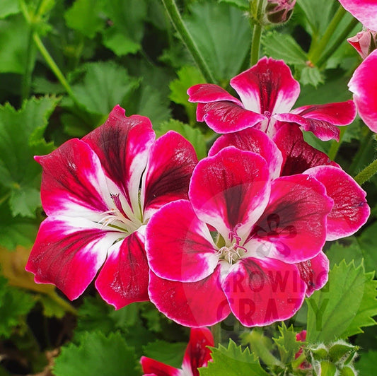 Royal Ascot - Decorative Pelargonium / Geranium plant in 6cm bio pot