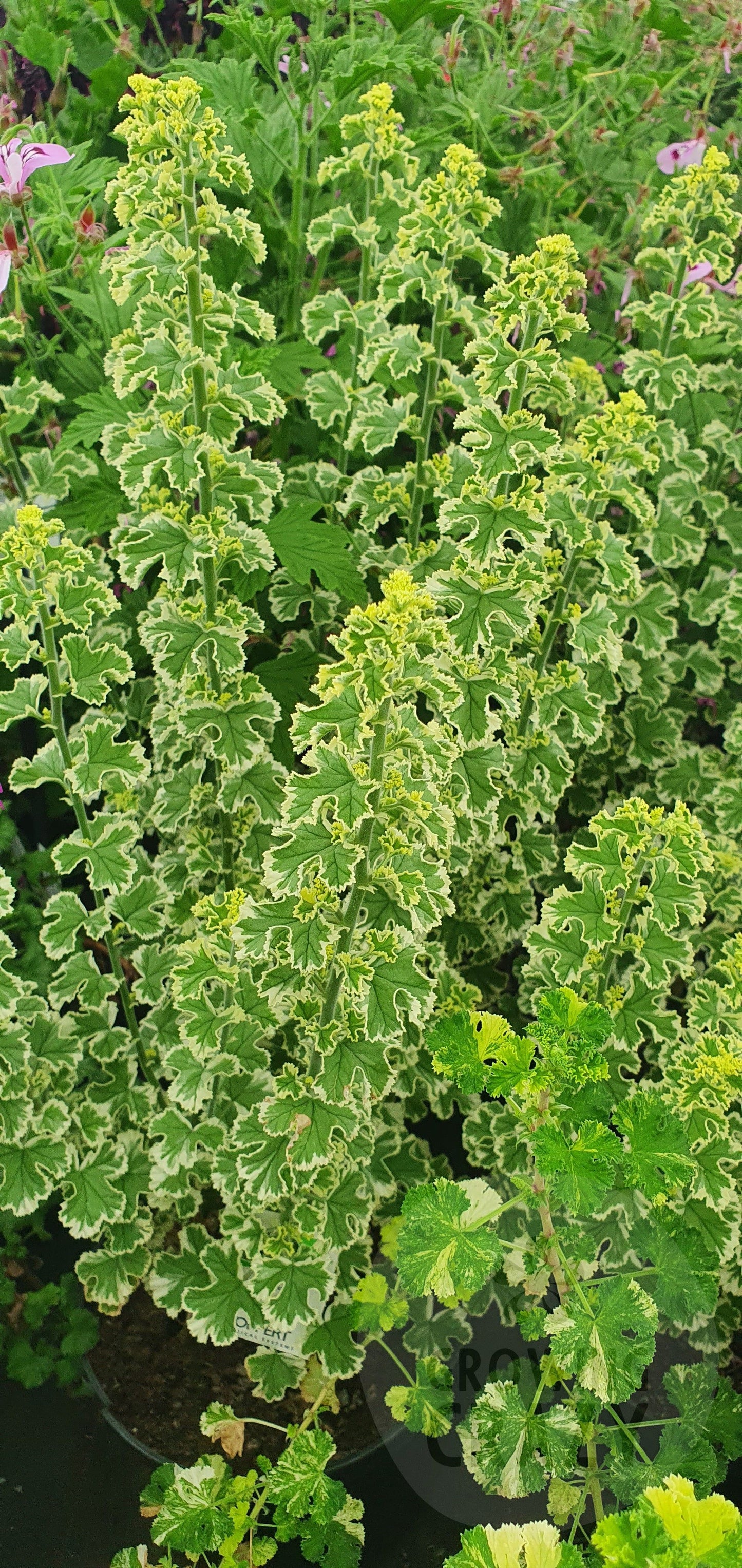 Crispum Variegatum - Lemon Scented Leaf Pelargonium (Geranium) - Single 6cm pot