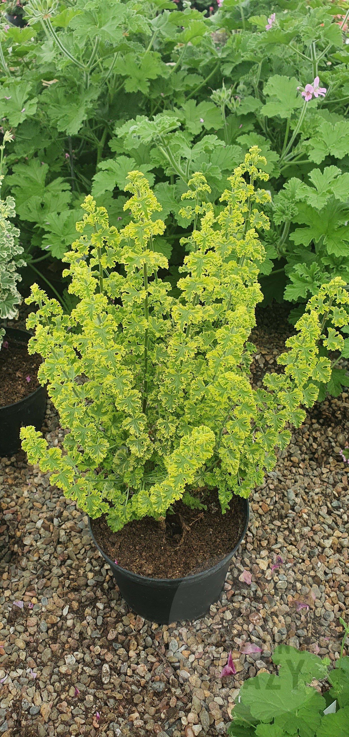 Cy's Sunburst - Lemon Scented Leaf Pelargonium (Geranium) - Single 6cm pot