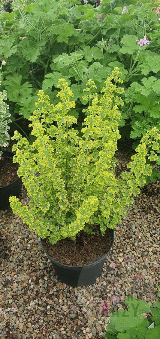 Cy's Sunburst - Lemon Scented Leaf Pelargonium (Geranium) - Single 6cm pot