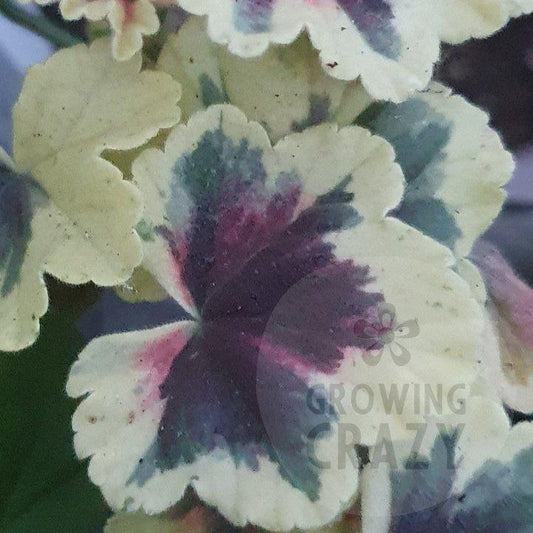 Annsbrook Mulberry Blotch - Coloured Leaf Pelargonium / Geranium dwarf tri-colour leaves single salmon pink. Victorian
