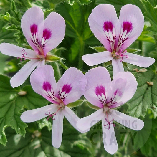 Friendly faced flower of scented leaf pelargonium 'Lemon Fancy'