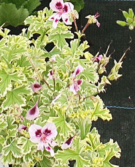 Annsbrook Beauty - Scented Leaf Pelargonium / Geranium Plant - 6cm bio pot