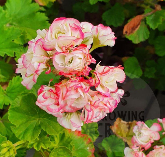 Appleblossom Rosebud - Rosebud Pelargonium (Geranium) Plant - 6cm bio pot