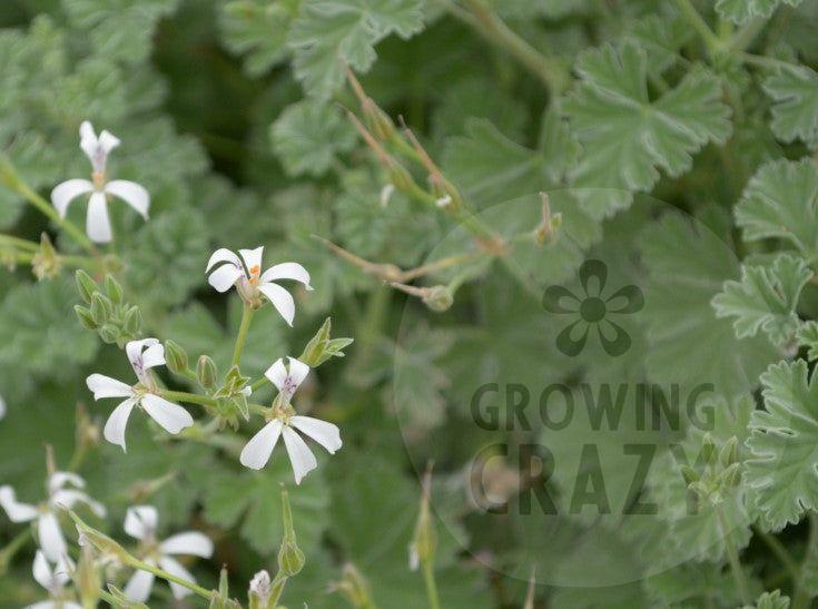Ardwick Cinnamon - Scented Leaf Pelargonium (Geranium) Plant - 6cm bio pot