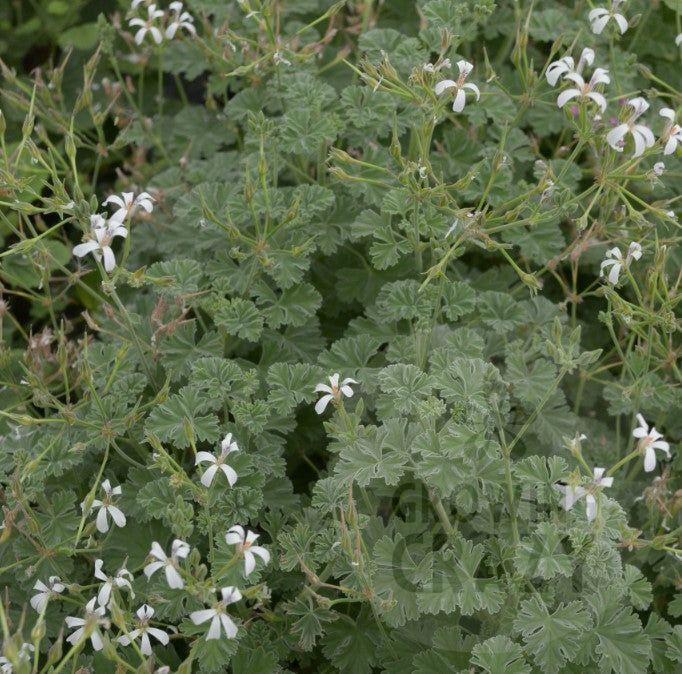 Ardwick Cinnamon - Scented Leaf Pelargonium (Geranium) Plant - 6cm bio pot