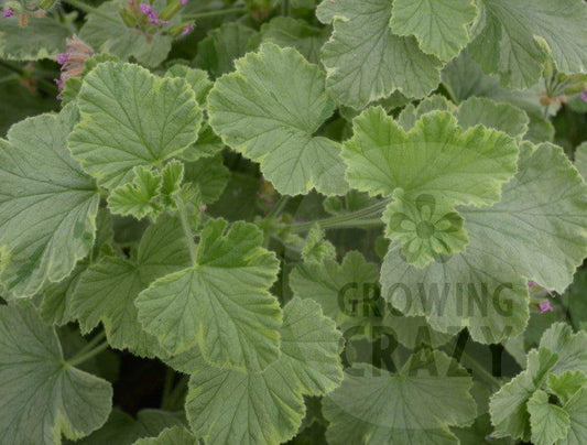 Atomic Snowflake - Rose-lemon Scented Leaf Pelargonium (Geranium)