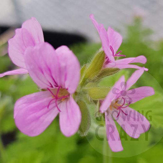 Flower of rose scented Pelargonium / Geranium Attar of Roses