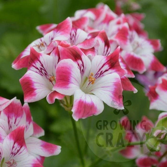 Beromunster - Decorative Pelargonium Geranium,   strong upright habit , white and crimson flowers.   containers or garden borders,