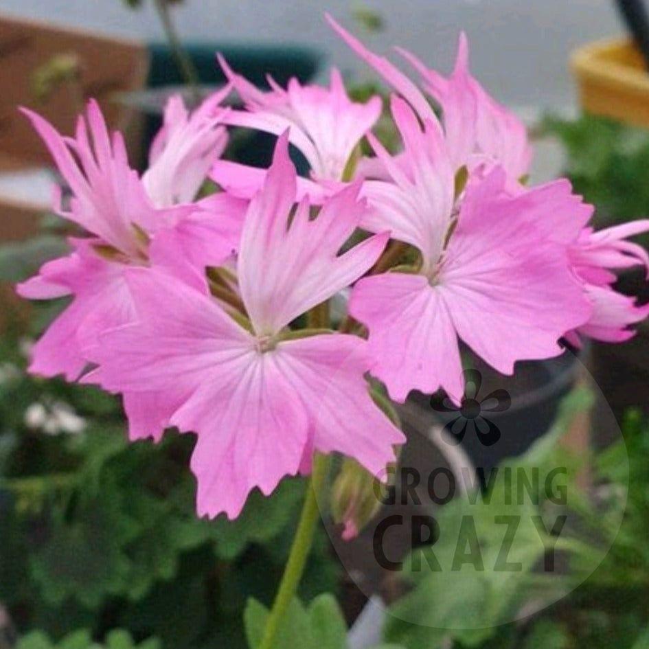 Charmay Ward - Stellar Pelargonium (Geranium) Plant - 6cm bio pot