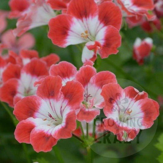 Cherry Baby - Decorative Pelargonium Geranium fantastic flurry display of cherry red flowers with a white centre Ideal for containers or garden borders