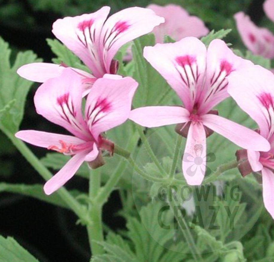Citronella - Lemon Scented Leaf Pelargonium (Geranium) Plant - 6cm pot