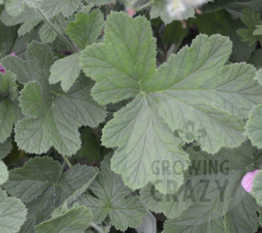 Clorinda - Cedar Scented Leaf Pelargonium (Geranium) Plant - 6cm bio pot