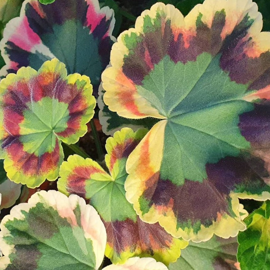This is 'Contrast' a Coloured and Fancy Leaved Pelargonium from Growing Crazy