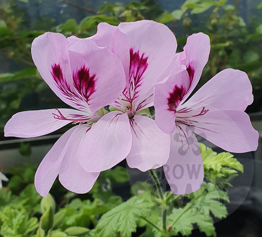 Copthorne - Sweet-Spice Scented Leaf Pelargonium (Geranium)