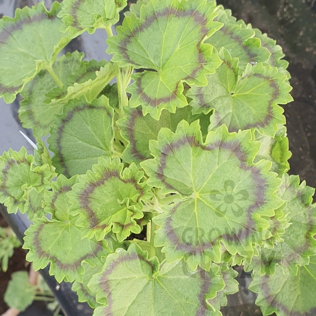 Victorian intresting Distinction - Coloured Leaf Pelargonium (Geranium) Plant ruffled dark green leaves bright Scarlet flowers