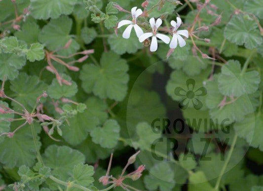Fragrans - Nutmeg and Pine Scented Leaf Pelargonium (Geranium)