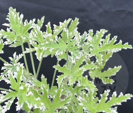 Fragrant Frosty - Rose Scented Leaf Pelargonium / Geranium