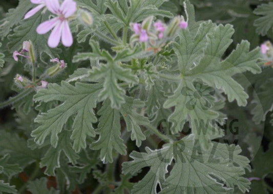Grey Lady Plymouth - Rose-mint Scented Leaf Pelargonium (Geranium)