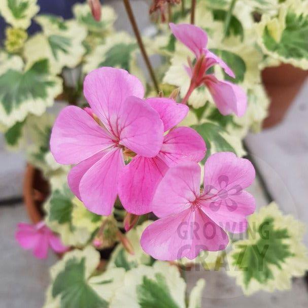 Hills of Snow - Coloured Variegated Leaved Pelargonium bold cream margin and produces light pink flowers intresting Victorian